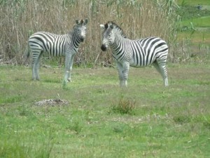 Some zebras that we met