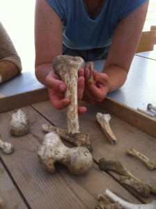 Lecture on Human Bones given by Michelle. 17/07/2016. Michelle showing us the different between human bones of an adult and an infant, hoe easily they can be mistaken for animal bone. (c) Charlie Kerslake.